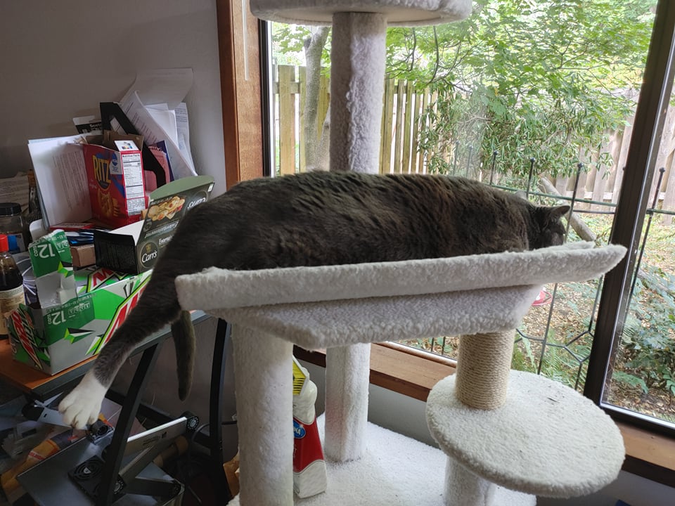 Image of a cat on a cat hammock facing a window overlooking greenery.